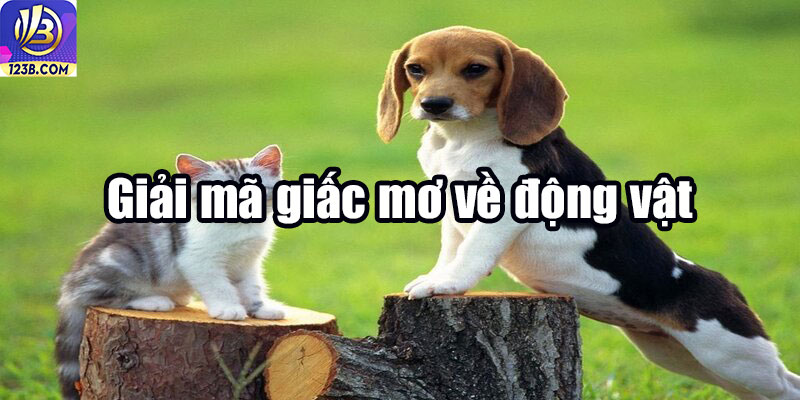 Giải Mã Giấc Mơ 123B - Phân Tích Cực Chuẩn, Ăn Kèo Dễ Dàng
