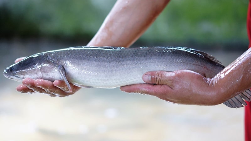 Mơ thấy cá lóc nên đánh con gì? Mơ thấy cá lóc nên đánh con gì?
