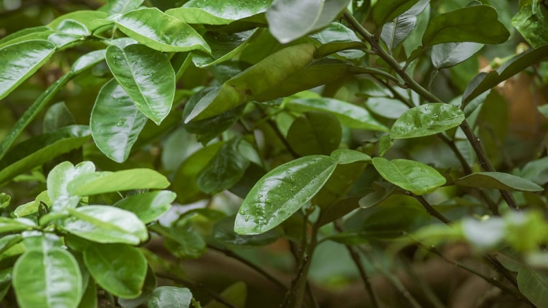 Tắm lá bưởi là cách giải đen lô đề hiệu quả Tắm lá bưởi là cách giải đen lô đề hiệu quả