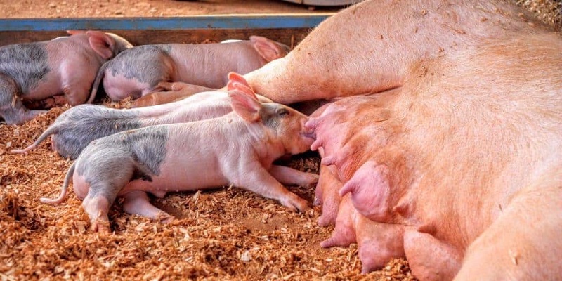 Nằm mơ thấy con heo đánh số nào rinh vận may về nhà? 3 Ngủ thấy heo đẻ phang ngay con số thần kỳ 37
